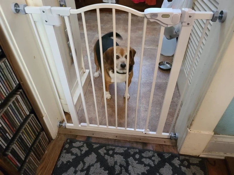 pressure mounted dog gates pressure mounted dog gates